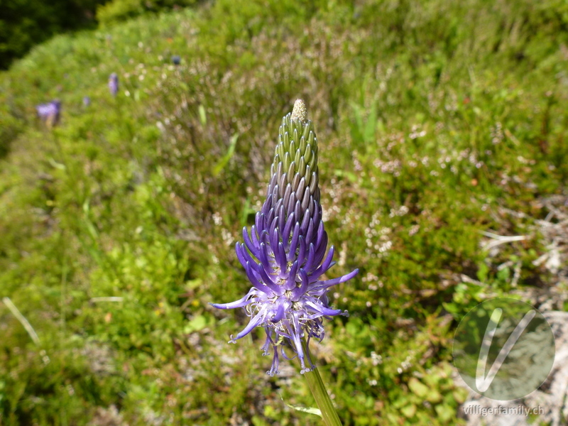 Betonienblättrige Rapunzel: Übersicht